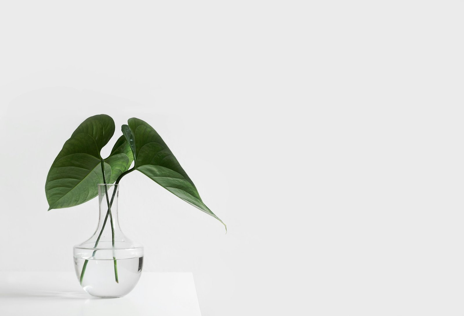A single green leaf in a glass vase against a plain wall